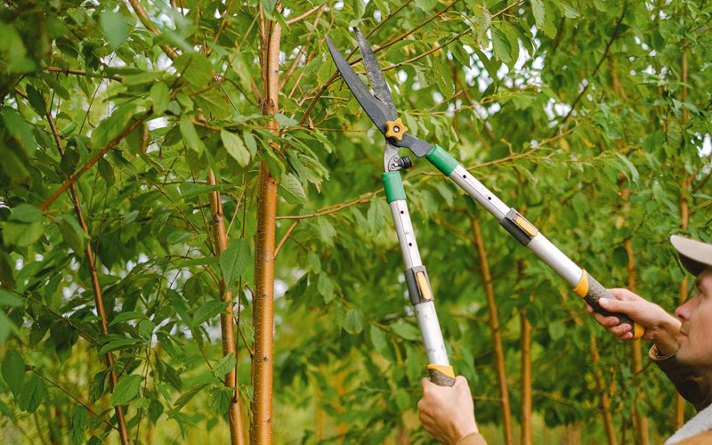 Tree trimming in Scottville, NC